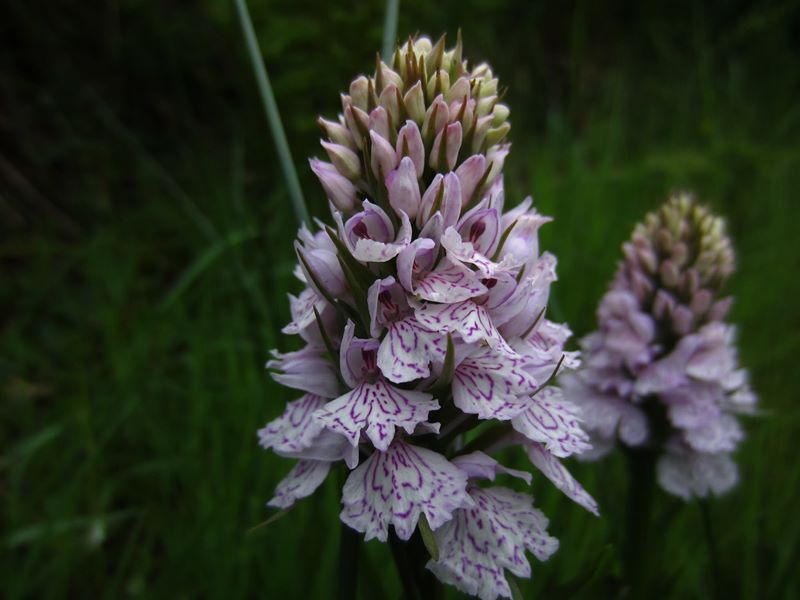 Common Spotted Orchid Dactylorhiza fuchsii Magglyn breckey