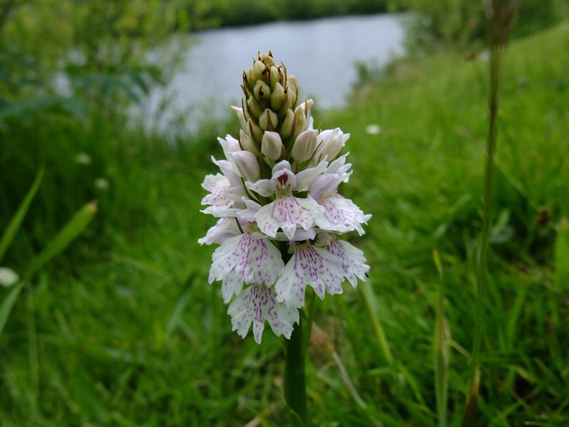 Common Spotted Orchid Dactylorhiza fuchsii Magglyn breckey