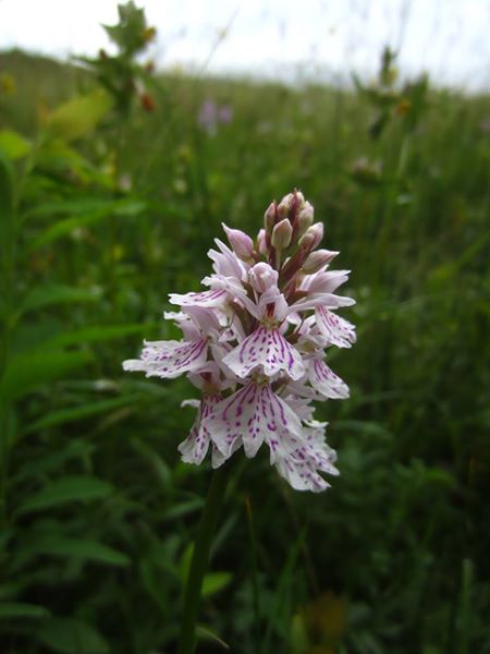 Common Spotted Orchid Dactylorhiza fuchsii Magglyn breckey