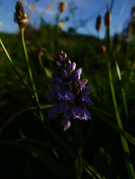 Common Spotted Orchid Dactylorhiza fuchsii Magglyn breckey