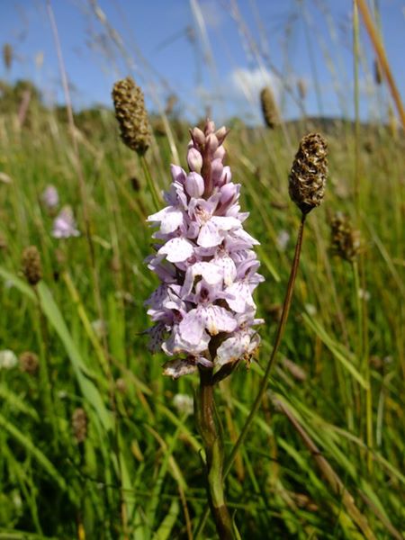 Common Spotted Orchid Dactylorhiza fuchsii Magglyn breckey