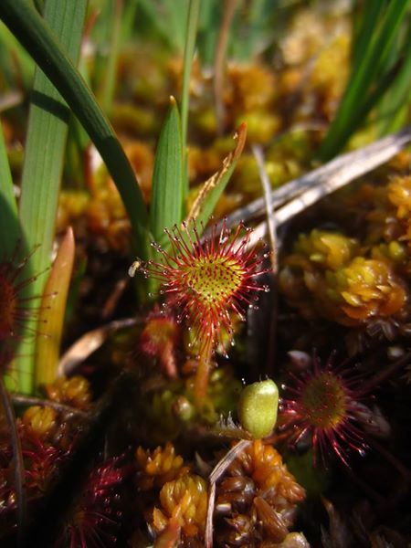 Common Sundew Drosera rotundifolia lus y druight