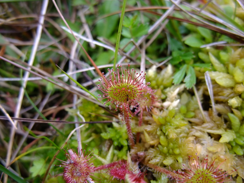 Common Sundew Drosera rotundifolia lus y druight