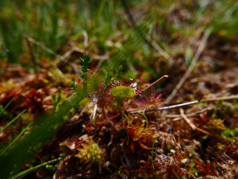 Common Sundew Drosera rotundifolia lus y druight