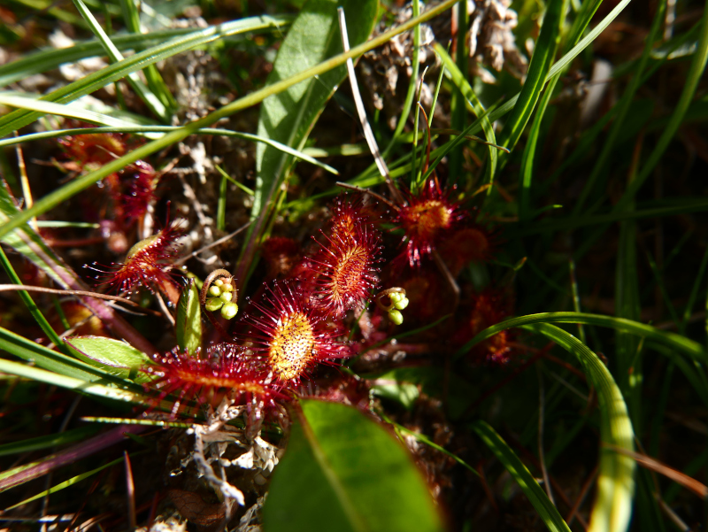 Common Sundew Drosera rotundifolia lus y druight