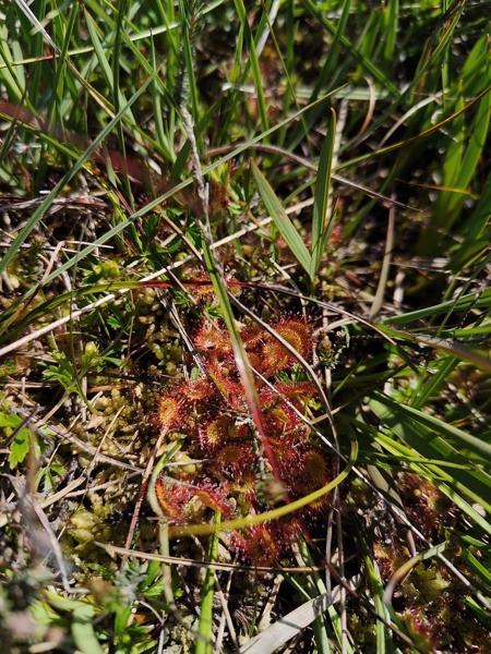 Common Sundew Drosera rotundifolia lus y druight