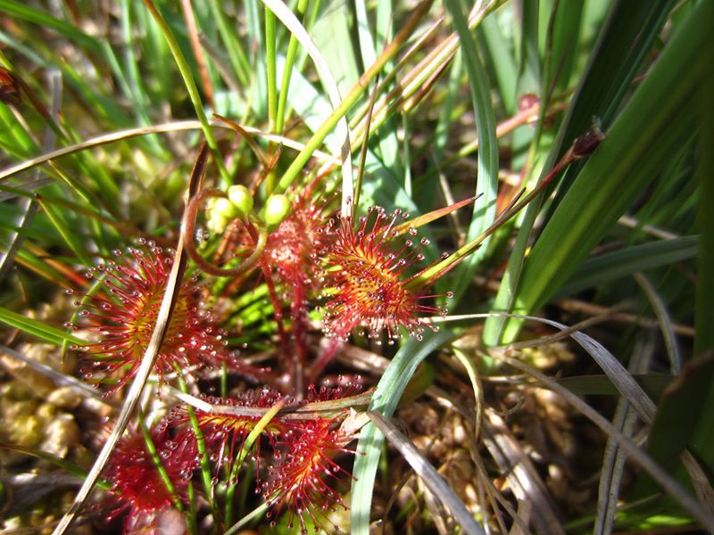 Common Sundew Drosera rotundifolia lus y druight