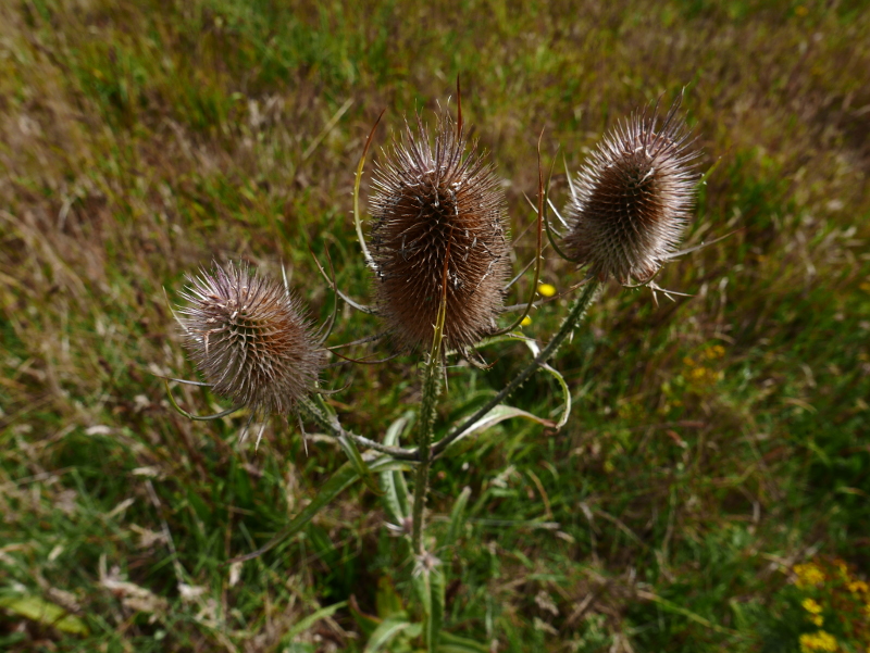 Common Teasel Dipsacus fullonum Leaddan