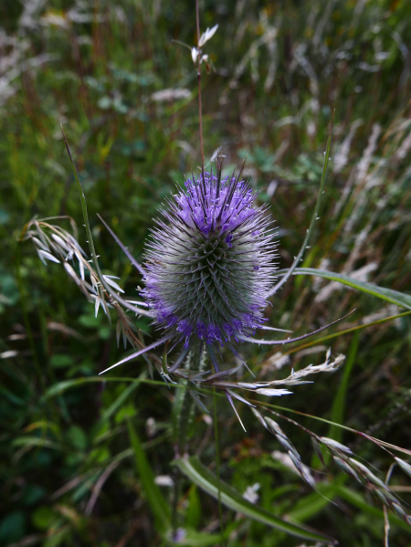 Common Teasel Dipsacus fullonum Leaddan