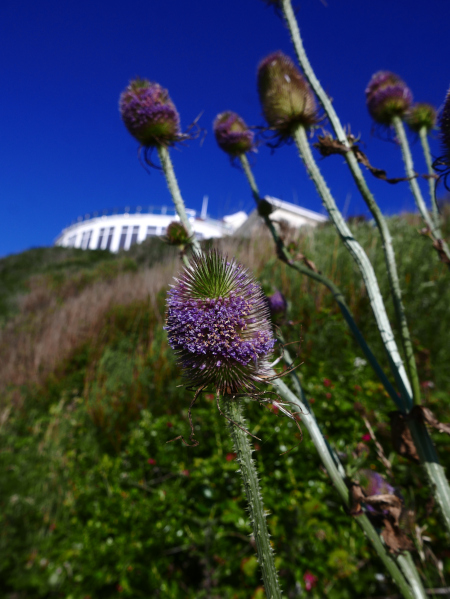 Common Teasel Dipsacus fullonum Leaddan