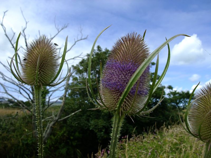 Common Teasel Dipsacus fullonum Leaddan