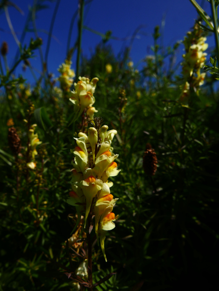 Common Toadflax Linaria vulgaris Beayoo-lieen