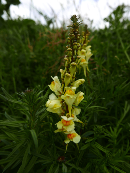 Common Toadflax Linaria vulgaris Beayoo-lieen