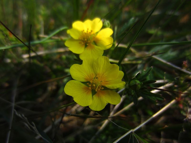 Common Tormentil Potentilla erecta crammelt beg