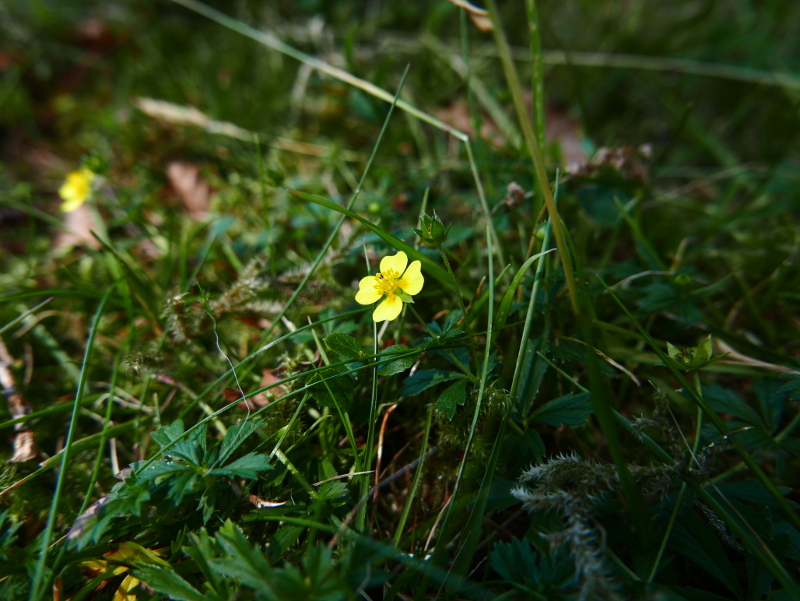 Common Tormentil Potentilla erecta crammelt beg