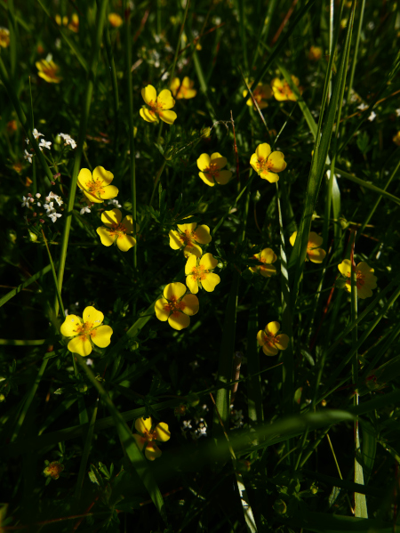 Common Tormentil Potentilla erecta crammelt beg