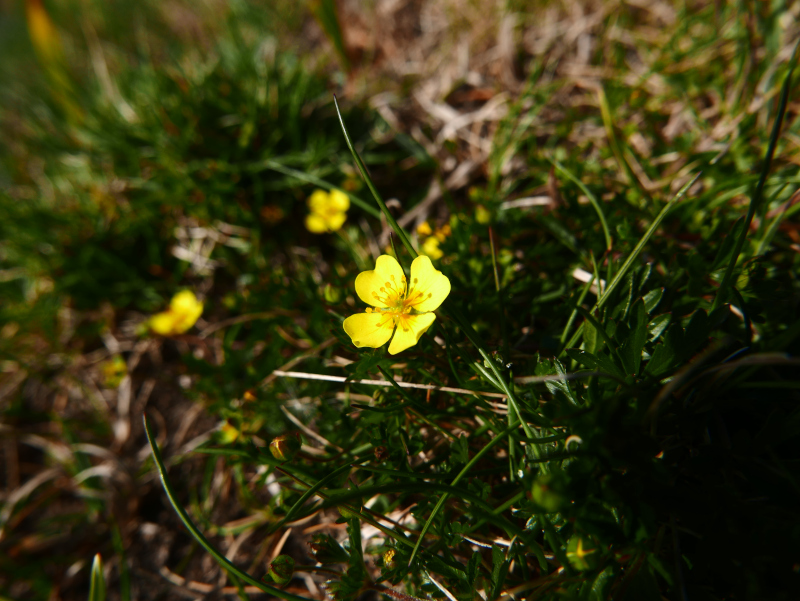 Common Tormentil Potentilla erecta crammelt beg