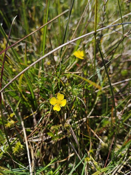 Common Tormentil Potentilla erecta crammelt beg