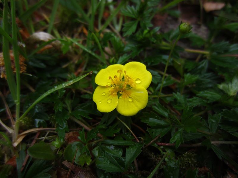 Common Tormentil Potentilla erecta crammelt beg