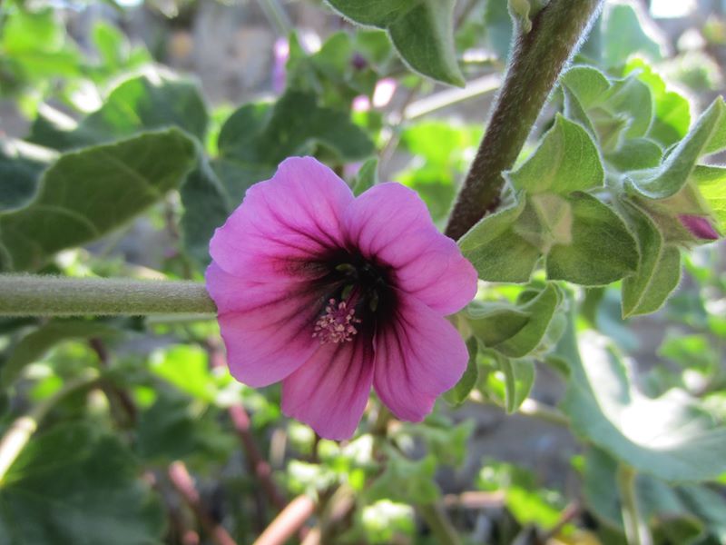 Common Tree Mallow Lavatera arborea Malley ard