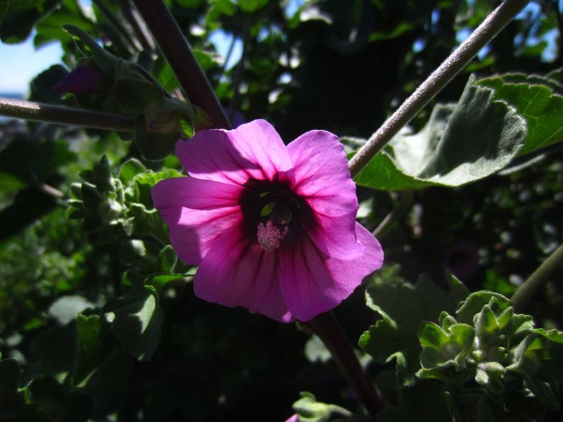 Common Tree Mallow Lavatera arborea Malley ard