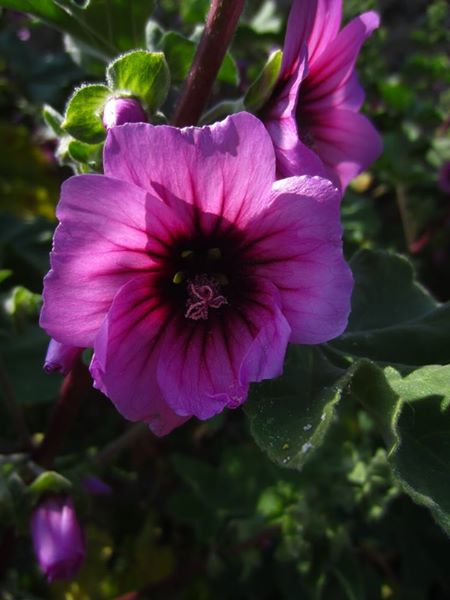 Common Tree Mallow Lavatera arborea Malley ard