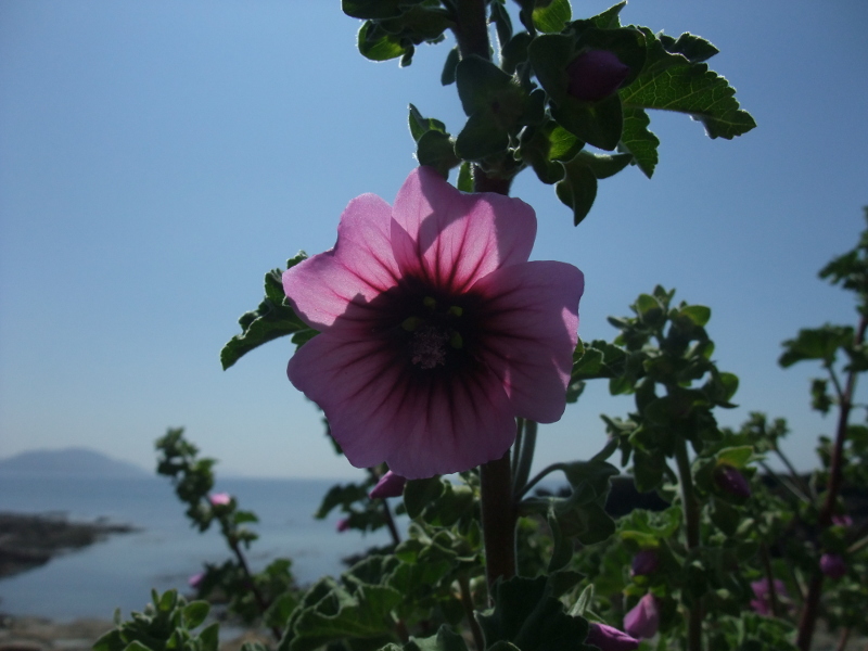 Common Tree Mallow Lavatera arborea Malley ard