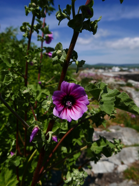 Common Tree Mallow Lavatera arborea Malley ard