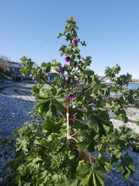 Common Tree Mallow Lavatera arborea Malley ard