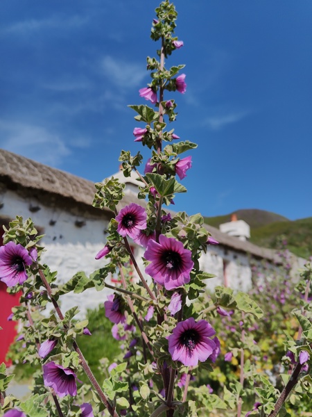 Common Tree Mallow Lavatera arborea Malley ard