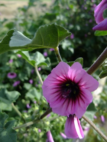 Common Tree Mallow Lavatera arborea Malley ard