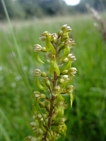 Common Twayblade Neottia ovata lus y daa ghuillag