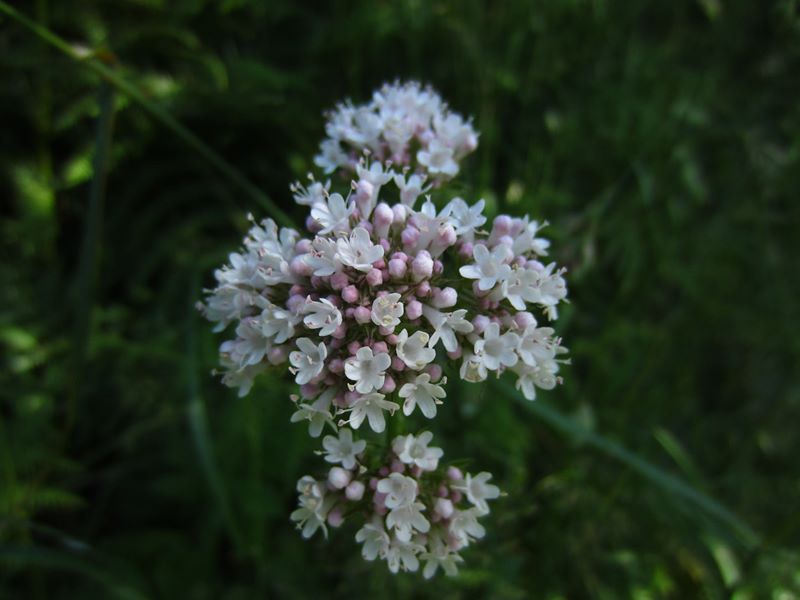 Common Valerian Valeriana officinalis kere lheeannagh