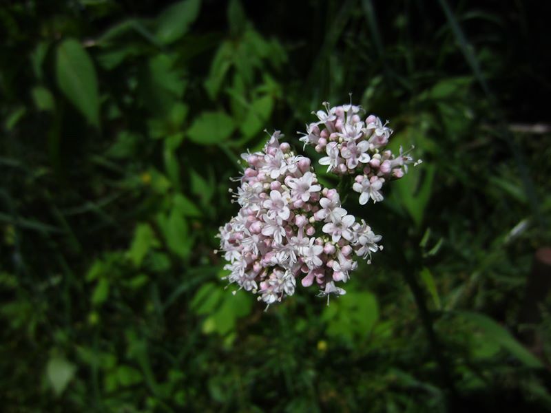 Common Valerian Valeriana officinalis kere lheeannagh