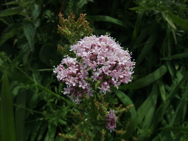 Common Valerian Valeriana officinalis kere lheeannagh