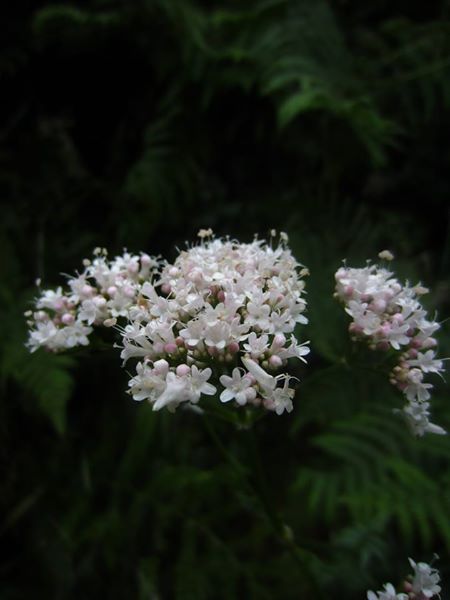 Common Valerian Valeriana officinalis kere lheeannagh