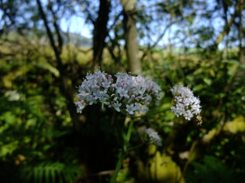 Common Valerian Valeriana officinalis kere lheeannagh