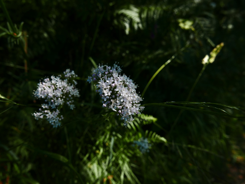 Common Valerian Valeriana officinalis kere lheeannagh