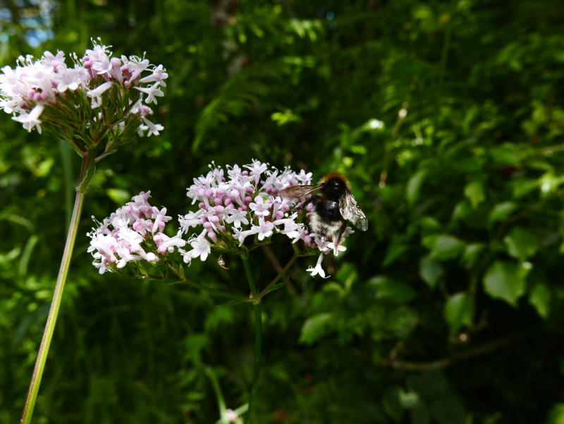 Common Valerian Valeriana officinalis kere lheeannagh