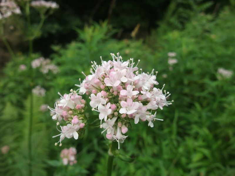 Common Valerian Valeriana officinalis kere lheeannagh