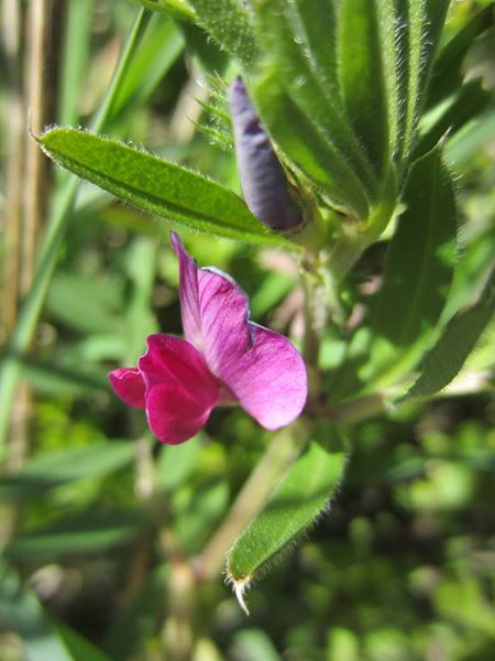 Common Vetch Vicia sativa pishyr chabbil