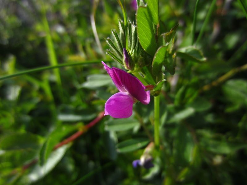 Common Vetch Vicia sativa pishyr chabbil