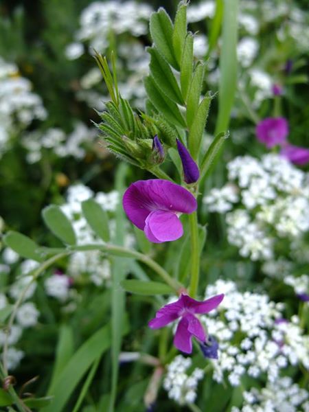 Common Vetch Vicia sativa pishyr chabbil