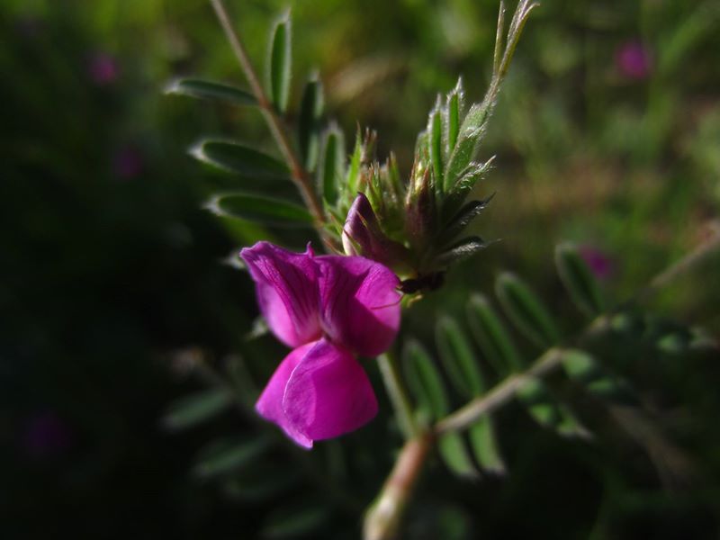 Common Vetch Vicia sativa pishyr chabbil