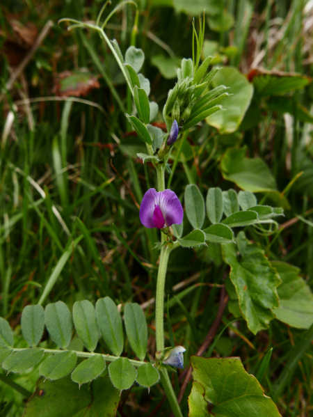 Common Vetch Vicia sativa pishyr chabbil