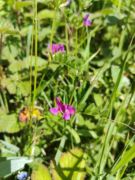 Common Vetch Vicia sativa pishyr chabbil