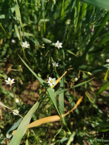 Corn Spurrey Spergula arvensis Corran lhieen