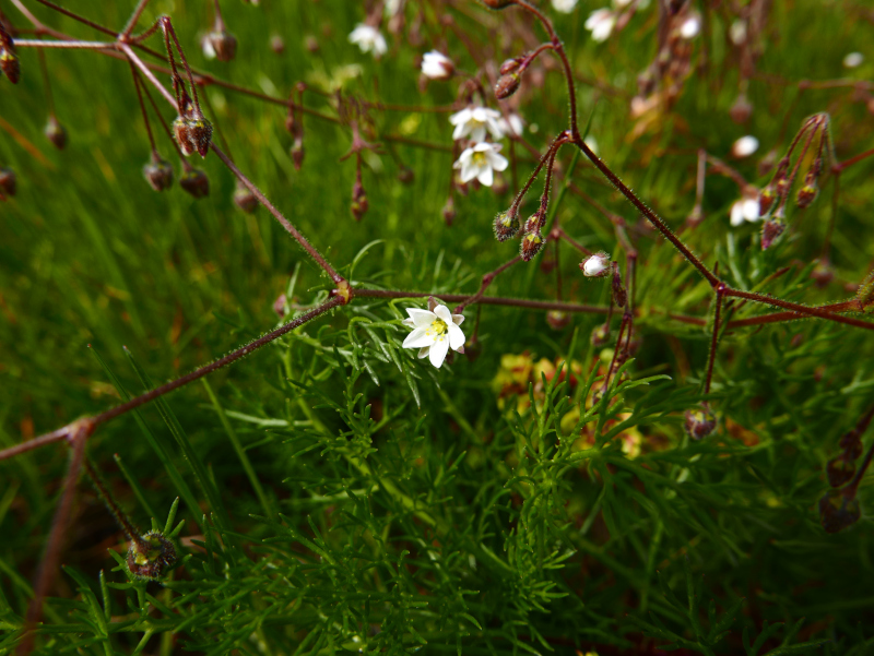 Corn Spurrey Spergula arvensis Corran lhieen