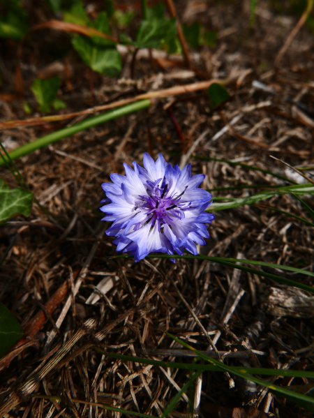 Cornflower Centaurea cyanus Kione gorrym