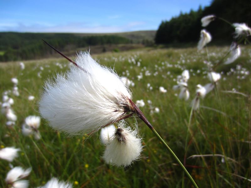 Cottongrass Eriophorum angustifolium Kione bane